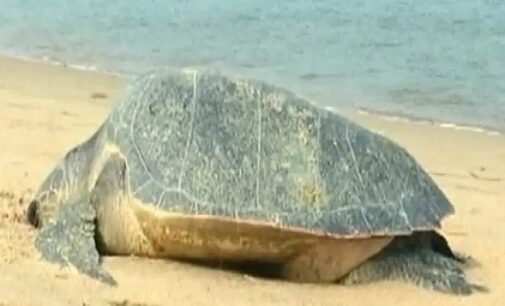 Illegal fishing leads to death of Olive Ridley turtles on Odisha coast; green crusaders demand strong enforcement of laws