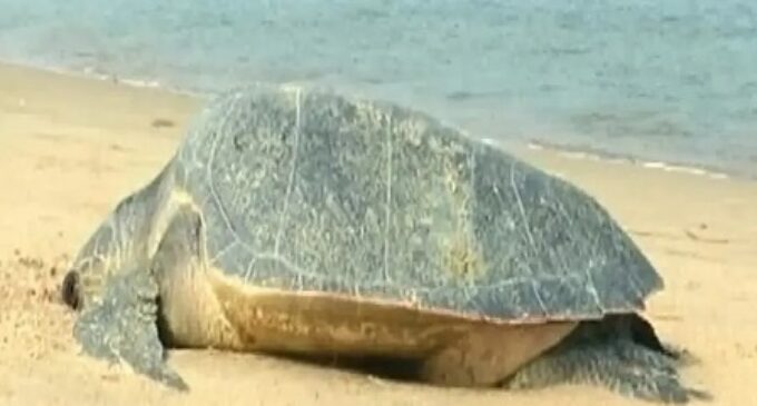 Illegal fishing leads to death of Olive Ridley turtles on Odisha coast; green crusaders demand strong enforcement of laws