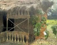 Assam village breaks Bihu tradition to save two doves and their hatchling