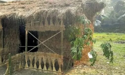 Assam village breaks Bihu tradition to save two doves and their hatchling