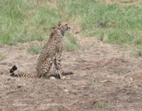 Female cheetah brought from Namibia falls ill, suffers from kidney problem