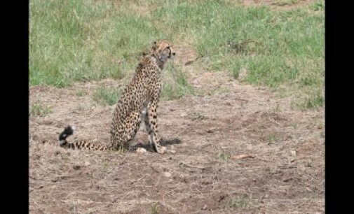 Female cheetah brought from Namibia falls ill, suffers from kidney problem