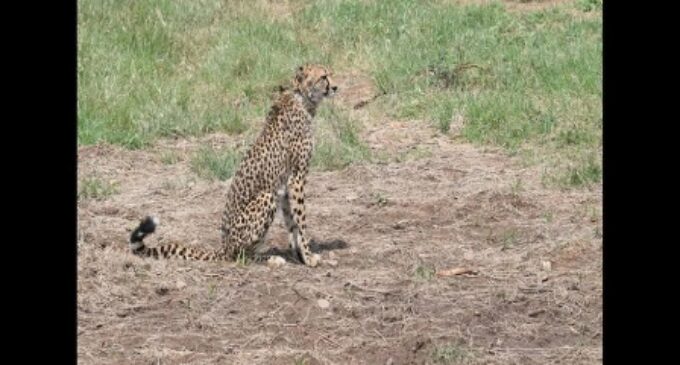 Female cheetah brought from Namibia falls ill, suffers from kidney problem