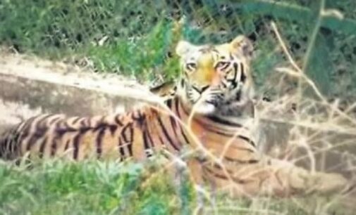 Core tiger habitat areas in sanctuaries to be kept inviolate for tiger conservation: Govt to SC