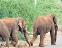 All abuzz: Honeybees to take the sting out of human-elephant conflict in MP 