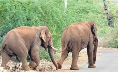 All abuzz: Honeybees to take the sting out of human-elephant conflict in MP 