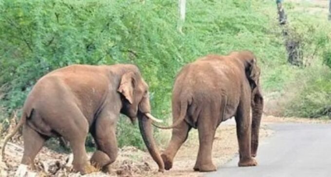 All abuzz: Honeybees to take the sting out of human-elephant conflict in MP 