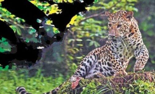 Leopards in india losing fear of humans. is it a virus?