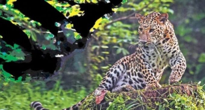 Leopards in india losing fear of humans. is it a virus?