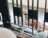 Six hurt as leopard enters Ghaziabad court premises, caught after five-hour operation