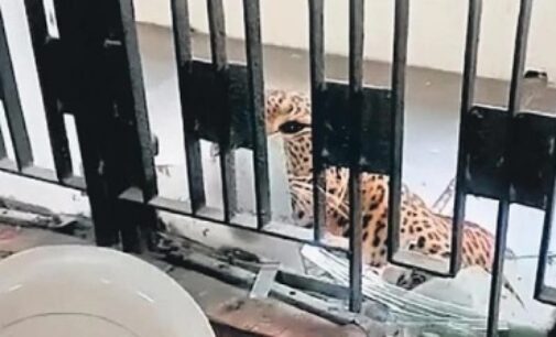 Six hurt as leopard enters Ghaziabad court premises, caught after five-hour operation