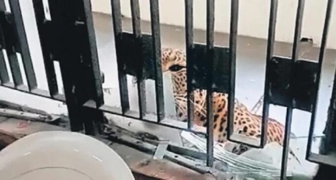 Six hurt as leopard enters Ghaziabad court premises, caught after five-hour operation