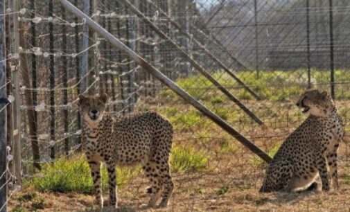 Kuno National Park welcomes 12 South African cheetahs