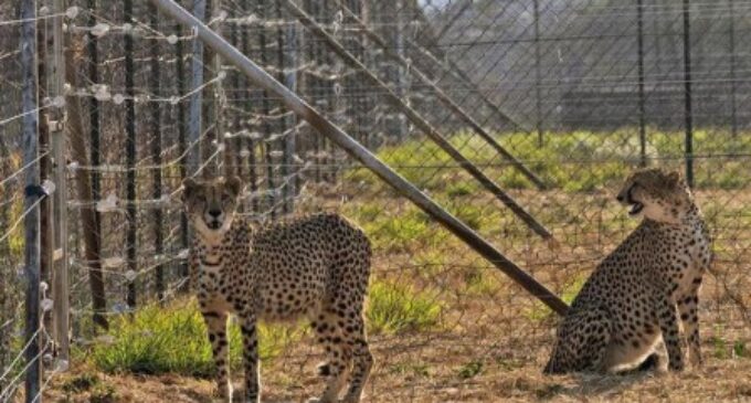 Kuno National Park welcomes 12 South African cheetahs