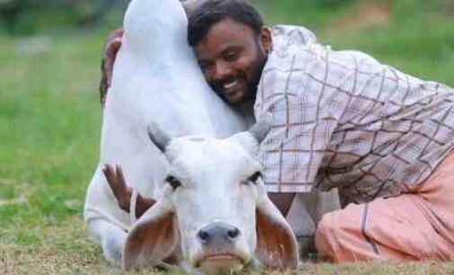 Jokes apart, cow hugging has benefits. But, the cow must know you