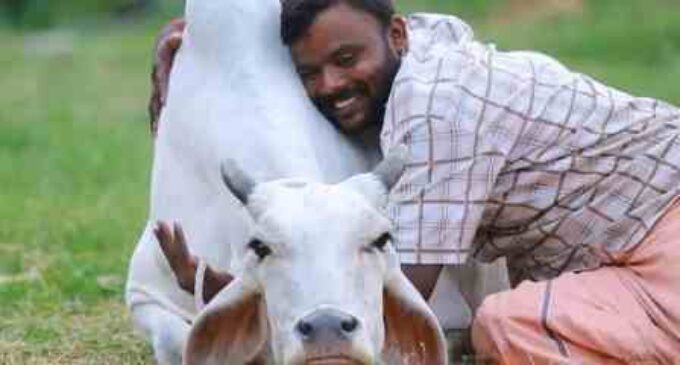 Jokes apart, cow hugging has benefits. But, the cow must know you