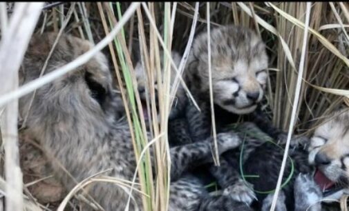 Namibian cheetah gives birth to 4 cubs at MP’s Kuno National Park