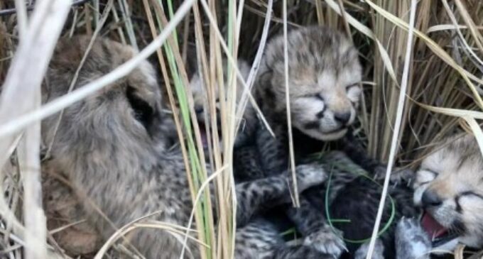 Namibian cheetah gives birth to 4 cubs at MP’s Kuno National Park