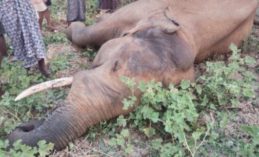 Odisha lost 784 elephants, 925 humans in 10 years