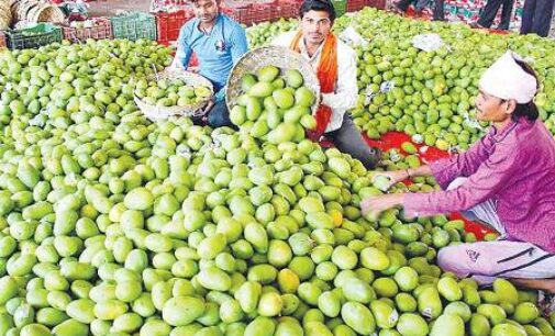 Hope blossoms for Bihar farmers as flowers bloom copiously on mango trees