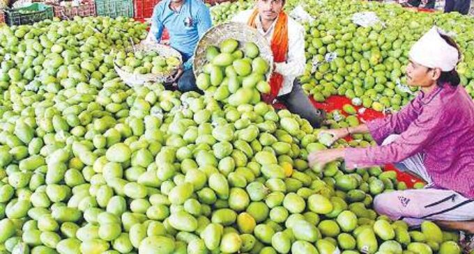 Hope blossoms for Bihar farmers as flowers bloom copiously on mango trees