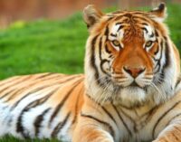 Madhya Pradesh retains top position in tiger count with 785, Karnataka second