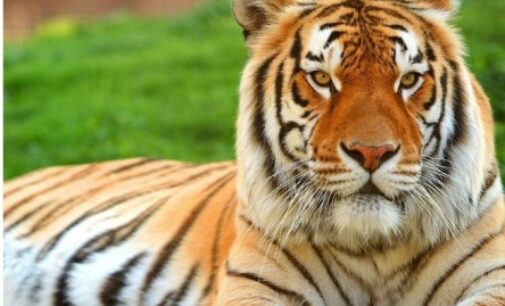 Odisha loses 6 Royal Bengal tigers, 49 leopards in 10 years