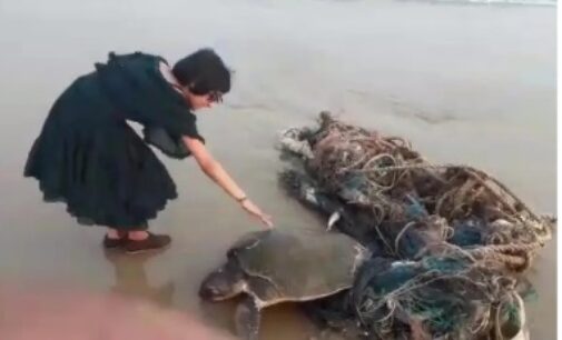 Video of little girl crying for help to save Olive Ridley sea turtles goes viral on social media