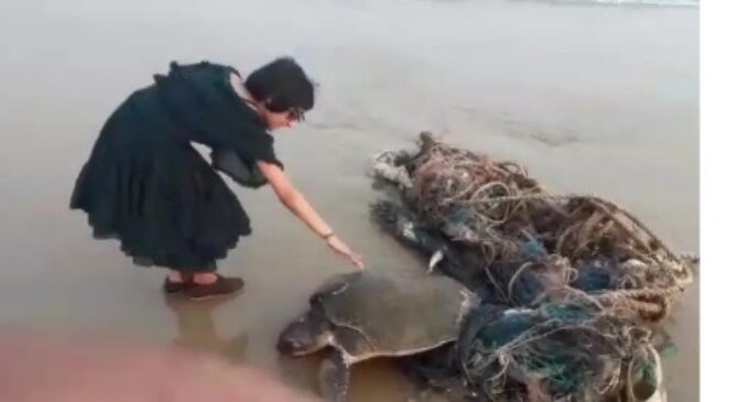 Video of little girl crying for help to save Olive Ridley sea turtles goes viral on social media