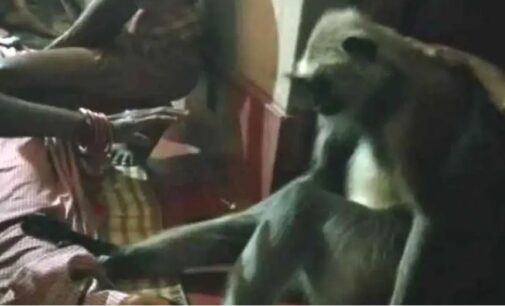 Rare Spectacle: Monkey mourns death of Odisha woman, prevents relatives for 4 hours from carrying body to crematorium