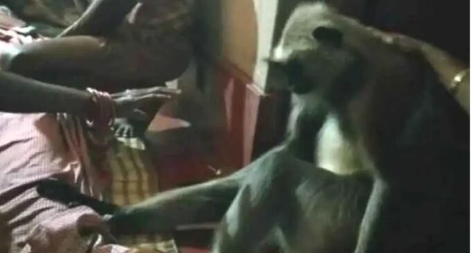 Rare Spectacle: Monkey mourns death of Odisha woman, prevents relatives for 4 hours from carrying body to crematorium