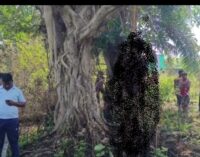 Constable Susant Haldar of Umerkote Commits Suicide by Hanging from Banyan Tree near Bridgroom’s Village