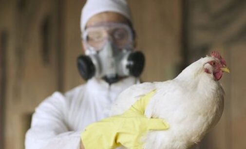 First death from H3N8 confirmed in China: All you need to know about this deadly virus