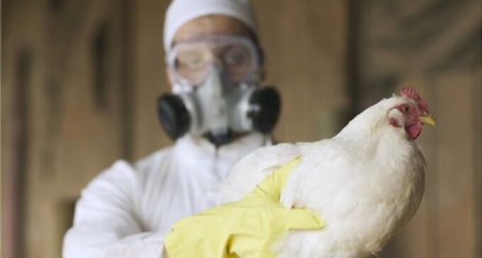 First death from H3N8 confirmed in China: All you need to know about this deadly virus