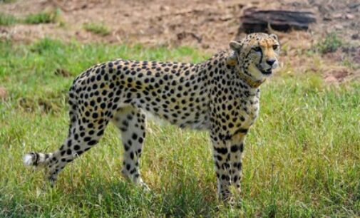 Escaped Namibian cheetah rescued, brought back to Kuno National Park