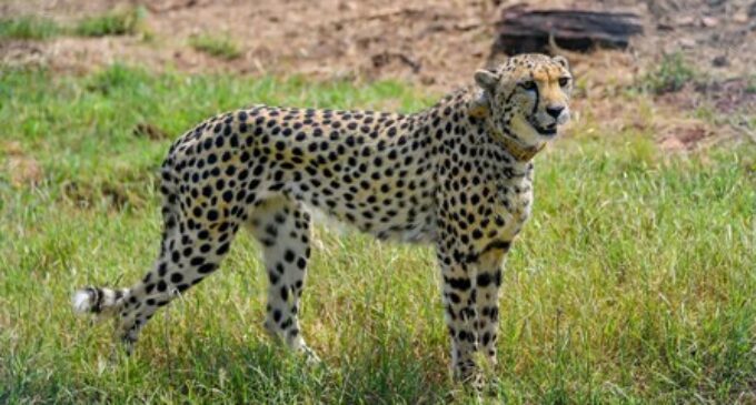 Escaped Namibian cheetah rescued, brought back to Kuno National Park