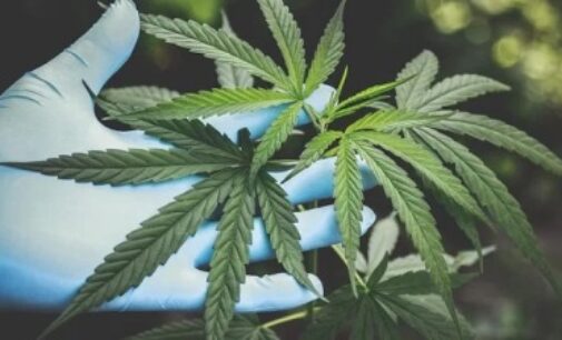 Himachal Pradesh may legalise cultivation of cannabis soon