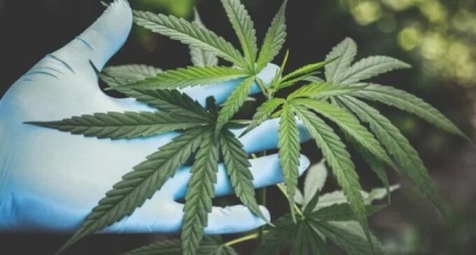 Himachal Pradesh may legalise cultivation of cannabis soon