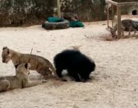 Lovable video of lion cubs, bear and hyena playing together in Nandankanan goes viral on social media