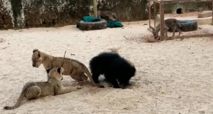 Lovable video of lion cubs, bear and hyena playing together in Nandankanan goes viral on social media
