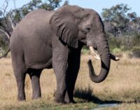 ଦନ୍ତାର ଆତଙ୍କ: ୩ଜଣଙ୍କୁ ଦଳିଲା, ୩ ଗୁରୁତର