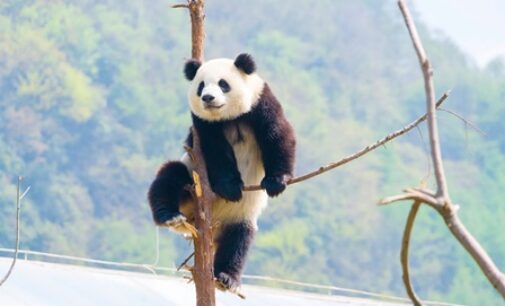 China welcomes giant panda Ya Ya home after 20 years in the US, netizens cheer