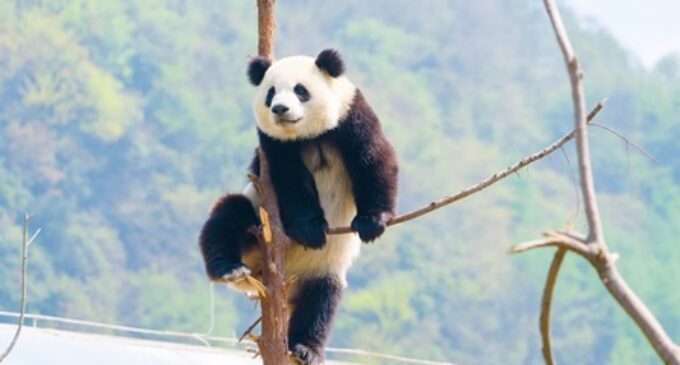 China welcomes giant panda Ya Ya home after 20 years in the US, netizens cheer