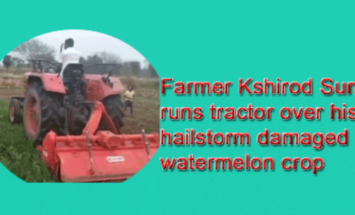 Pain of Loss: Bargarh farmer runs tractor over watermelon field after hailstorm damaged crop