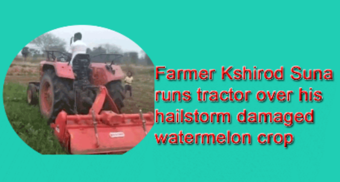 Pain of Loss: Bargarh farmer runs tractor over watermelon field after hailstorm damaged crop