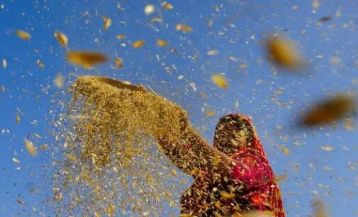 Centre eases wheat quality norms for Punjab, Haryana