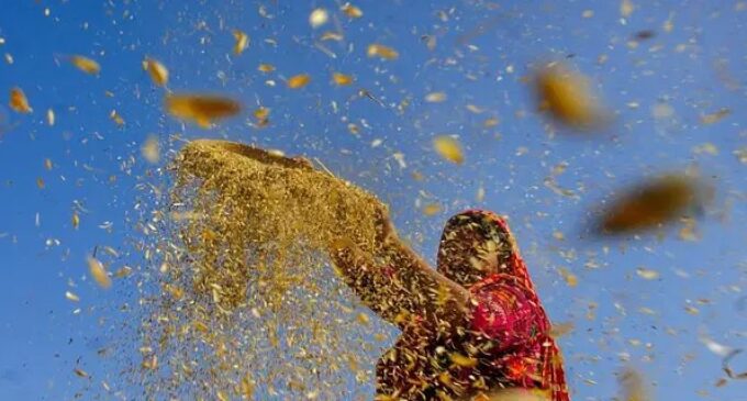 Centre eases wheat quality norms for Punjab, Haryana