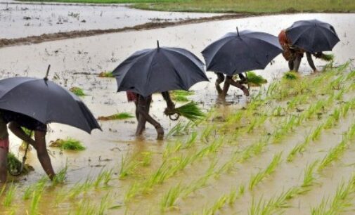 କୃଷକଙ୍କ ପାଇଁ ନିରାଶଜନକ ଖବର ! ଚଳିତ ବର୍ଷ ସ୍ଵାଭାବିକଠୁ କମ ବର୍ଷା ହୋଇପାରେ: ସ୍କାଏମେଟ