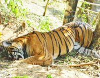 52 tigers died this year till April 4