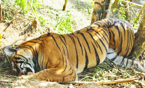 52 tigers died this year till April 4